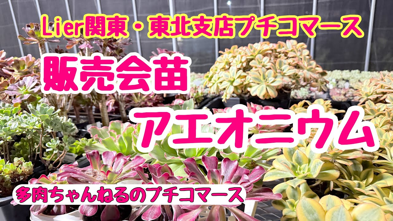 Succulents] Lier Kanto/Tohoku Branch Petit Commerce Sales