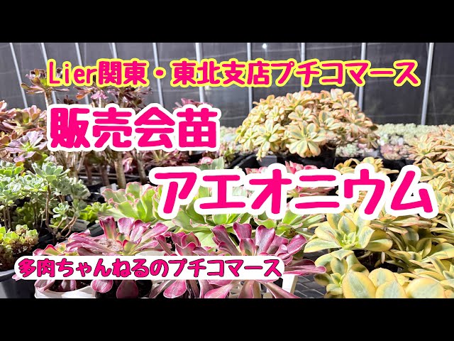 Top【選抜株】多肉植物　264280アエオニウム ライチー12個　鉢無し/脱土 Top【選抜株】多肉植物 24040アエオニウム ライチー9個 鉢無し/脱土