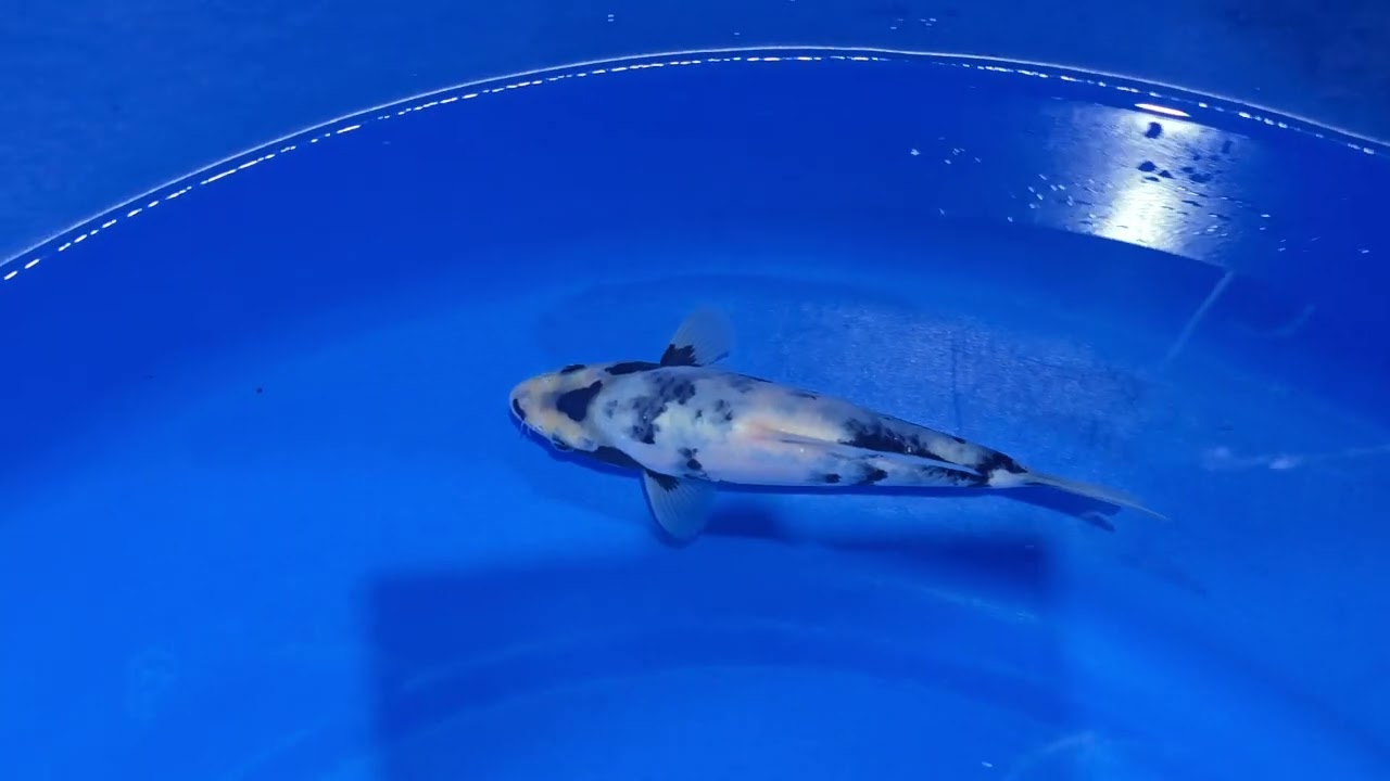 第3回成田カップ2025『The 眼力』】Cup2025-223の出品鯉のご紹介