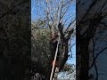 Two men, a chainsaw,  and  a ladder,  What could go wrong? Please Like &amp; Subscribe to our Channel.