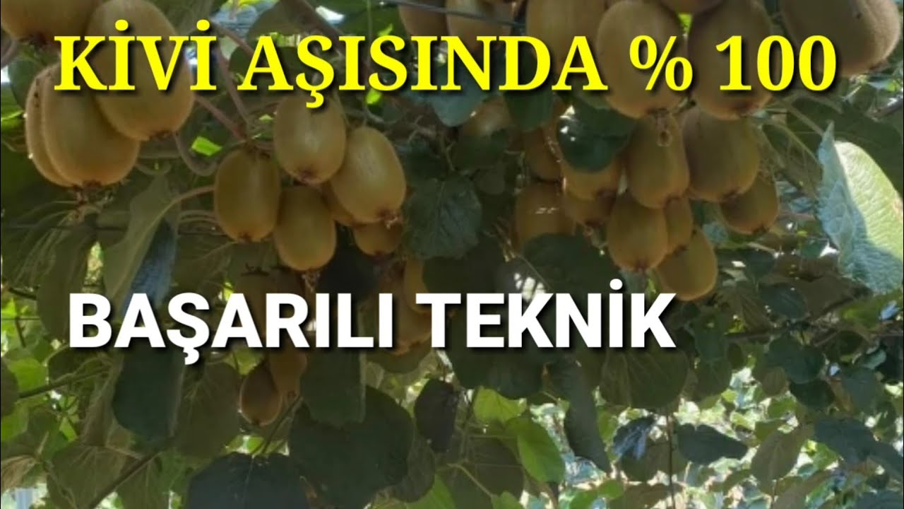 KİVİ AŞISI VE SONUCU.