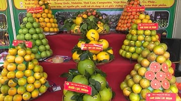 Trái cây mới góp mặt tại Ngày hội trái cây Lục Ngạn