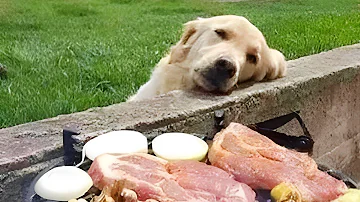 These Golden Retrievers will make you laugh your HEAD OF 😂