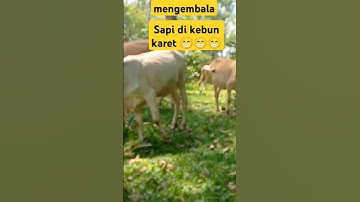Video Kerumunan Sapi Kampung Berjalan Menuju Kandang, Suara Sapi Moo, Sapi Lucu Di ladang hijau#