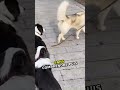Border Collies VS Husky : leur réaction quand la laisse lâche ! 😂💛 #animauxmignons #animauxrigolos #
