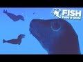 FLYING GIANT SEAL TAKES OVER THE OCEAN!!! - Fish Feed Grow