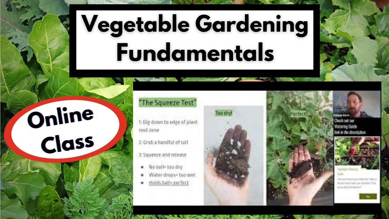 VEGETABLE GARDENING FUNDAMENTALS 4 practices for better yields in your