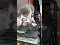 красуня старанно працює   #cat #kitten #cute #kitty #catstagram #animals #cutecat #meow #nature