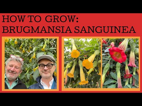 Video: Brugmansia Eksotis: tumbuh di rumah