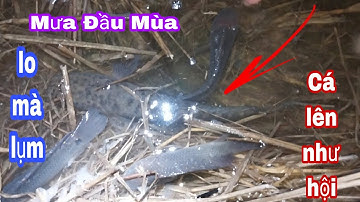 Bắt Cá Lên Ruộng Sau Cơn Mưa Lớn Đầu Mùa Cá Lên Ruộng Như Hội |Phúc TV 84/catch fish