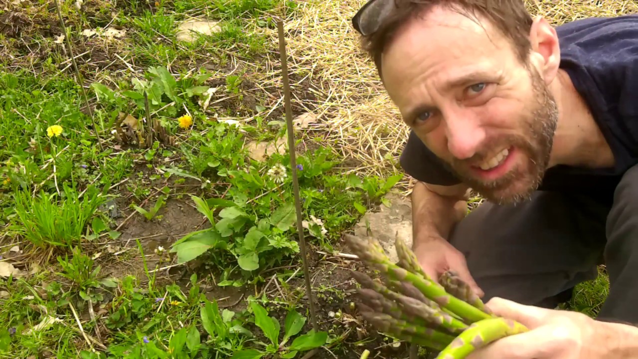Harvesting Organic Asparagus YouTube