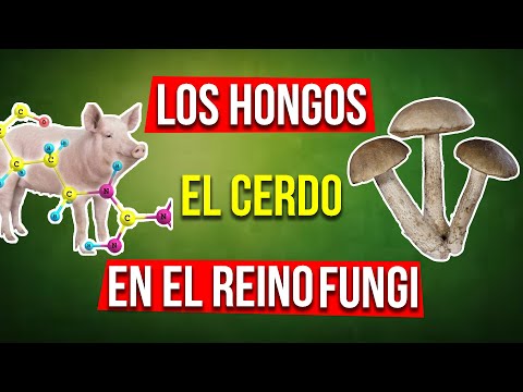 Video: Cerdo Con Hígado De Avestruz Y Setas