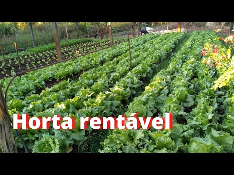 Vídeo: Como começar uma horta