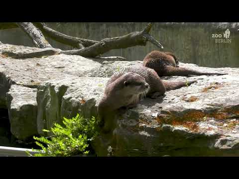 Wellness bei den Zwergottern im Zoo Berlin - Asian small-clawed otters at Zoo Berlin