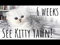 6 Weeks old British Longhair Kitten Yawning