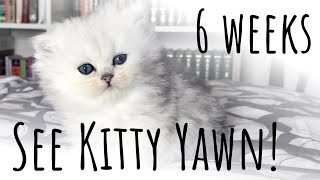 6 Weeks old British Longhair Kitten Yawning by Cat Mop 1,869 views 3 years ago 2 minutes, 21 seconds