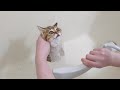 【保護猫1日目】保護した子猫に初めてのシャンプーをしました。Kitty took her first shower