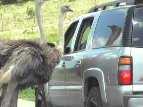 Man grabs ostrich beak!