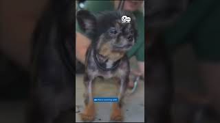 Evidence mounts as more rescued Georgia dogs found with severed vocal cords