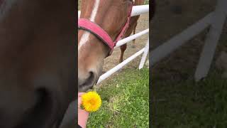 馬はたんぽぽを食べるのか Youtube 馬はたんぽぽを食べるのか Youtube