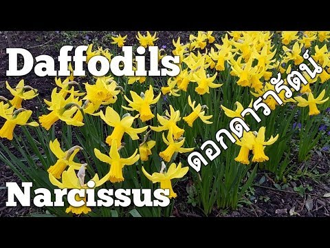 วีดีโอ: Narcissus: ร่างของ 