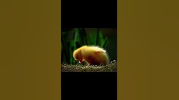 صباحك يبدأ بنور القرآن 🌅🤍 | افتح يومك بآيات تشرح صدرك وتملأ روحك سكينة