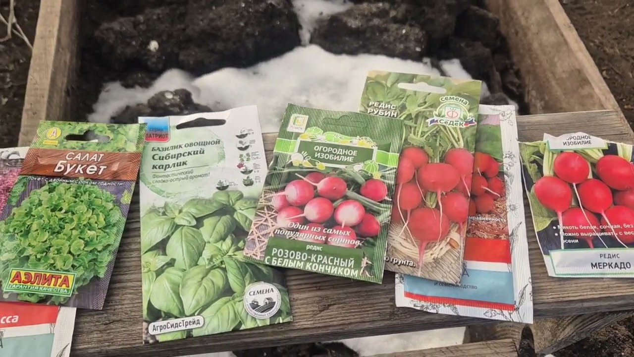 358. Редиска, Салат в теплице. Виноград на проращивании.