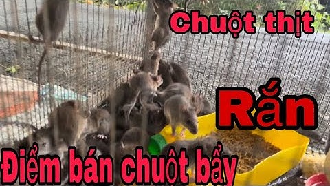 #183 giá chuột bẩy rắn ,chuột thịt mới nhất và cách đặt bẩy rắn mới nhất @huunghivlog