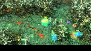 HON | Nomad gone mad.