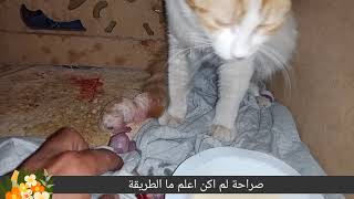 قطع الحبل السري ومحاولة انعاش قطة:: cat cutting the umbilical cord trying to resuscitate a small cat