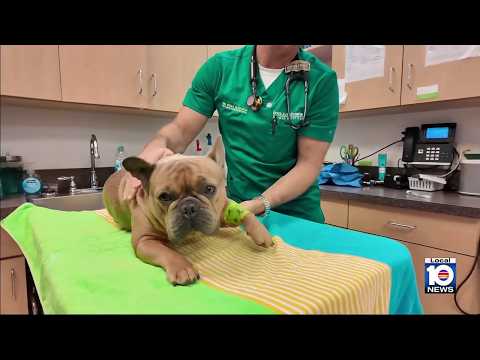 Animal Advocate: Surgery helps French bulldogs