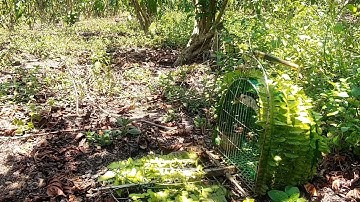 Quốc mồi chạch ré. rút bổi tốc độ