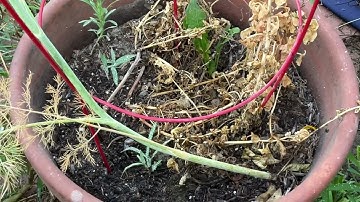 Tiny Tidy Tuesday/Front Yard /Raised Bed Michael Built