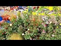 Pallavaram garden  | #garden #flowers #relaxingvideos #tamilsong #music