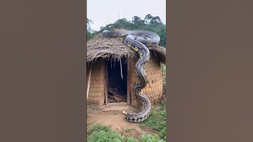 The dog kept barking because a big guy was spotted #youtubeshorts