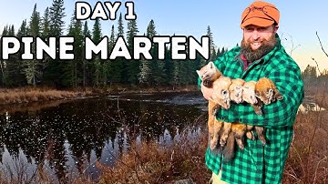 THE TRAPLINE:  1st Pine Marten Trapping Check: Ep12