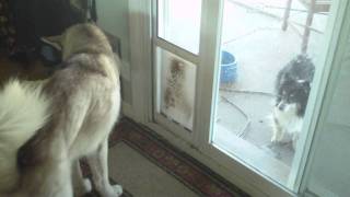 Dog can't fit bone through dog-door