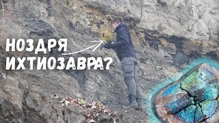 видео: Поиск окаменелостей| Нашел ноздрю ихтиозавра| Гетероморфные аммониты| Минерал марказит картинка: Поиск окаменелостей| Нашел ноздрю ихтиозавра| Гетероморфные аммониты| Минерал марказит