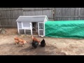 How To Prepare Your Chickens For The Cold Weather New England Style How To Prepare Your Chickens For The Cold Weather New England Style
