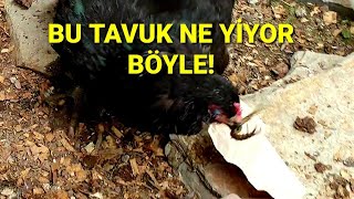 Korkusuz Cesur Tavuklar