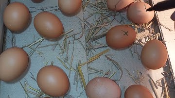 How to make a home incubator at home from a paper box
