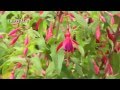 Fuchsia  plantation et entretien  truffaut