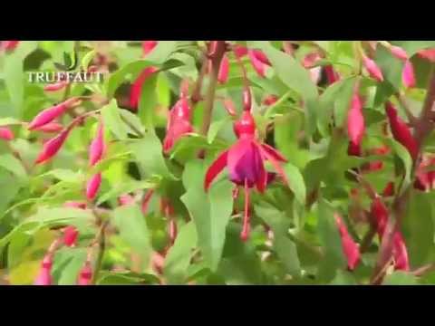 Vidéo: Soin des plantes fuchsia : les plantes fuchsia sont-elles annuelles ou vivaces ?