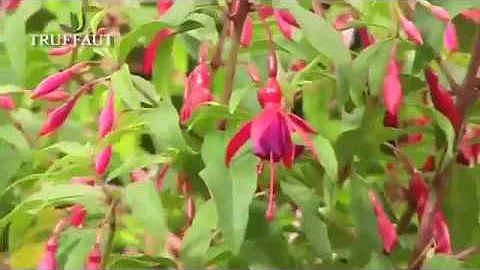 Où planter fuchsia hybride ?