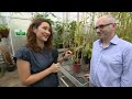 Inside Kew Garden's secretive tropical nursery - BBC London News