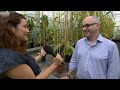 Inside Kew Garden's secretive tropical nursery - BBC London News