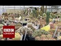 Inside Kew Garden's secretive tropical nursery - BBC London News