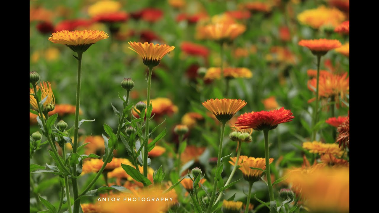 Most beautiful FlowerFlower collection Flower story YouTube