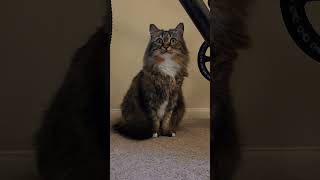 Majestic Floof