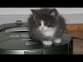 Cats & Dogs driving on Roomba - Funny cat & dog compilation